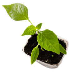 Small paprika sprout isolated on white background.