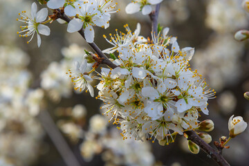 Prunus spinosa, called blackthorn or sloe, is a species of flowering plant in the rose family...