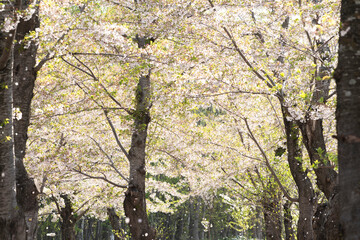 桜満開