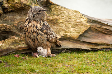 Wild Eurasian Eagle Owls outside their nest. Mother and white chick, they eat a piece of meat