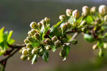 Fresh beautiful flowers of the apple tree blooming in the spring