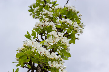 Pear blossom and spring season. Pear tree in bloom. Blurred background. Pear blossom in early spring
