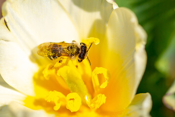 Spring flowers under the rays of sunlight. Bee on snowdrops close-up. Beautiful landscape of nature. Hi spring. Beautiful flowers on a green meadow.