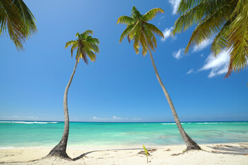 exotic palm beach