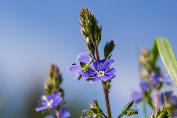 Veronica chamaedrys blue flowers and buds in the sun against a background of green leaves