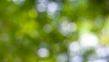 Green natural bokeh. Bokeh blur for design background.