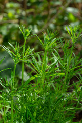 Herb Galium aparine cleavers on a summer meadow. Yellow flowers among grass sunshine. Summer natural background.