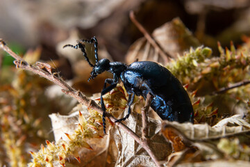 Violet oil beetle, Meloe violaceus feeding on grass, macro photo