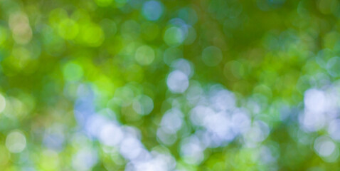 Obraz premium Green natural bokeh. Bokeh blur for design background.
