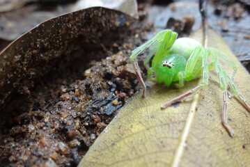 Green spider
