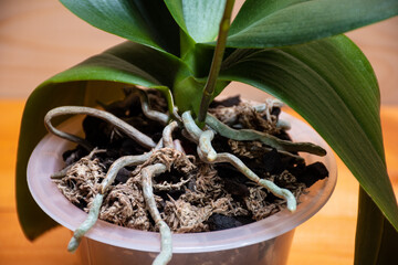 Aerial roots of a healthy orchid in the right substrate and planters for growing an exotic plant at home: a place for text on a wooden background, selective focus on aerial roots