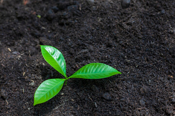 The seedlings grow in the soil for planting. Cultivation for agriculture. Agriculture industry.