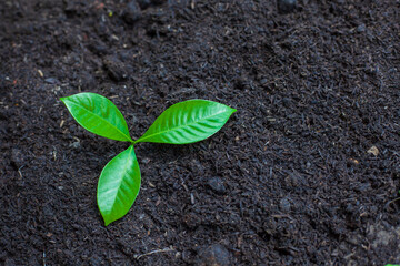 Naklejka premium The seedlings grow in the soil for planting. Cultivation for agriculture. Agriculture industry.