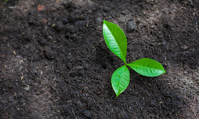 The seedlings grow in the soil for planting. Cultivation for agriculture. Agriculture industry.