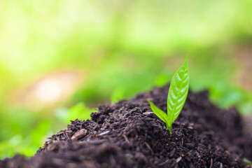 The seedlings grow in the soil for planting. Cultivation for agriculture. Agriculture industry.