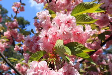 Close up view of branch of pink sakura blossoms