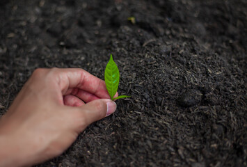Hand gardeners planting seedlings in the soil for planting. Cultivation for agriculture. Agriculture industry.