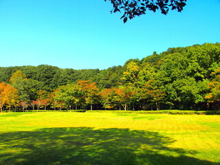 木の影を落とす秋の草原と黄葉の林風景　21世紀の森と広場