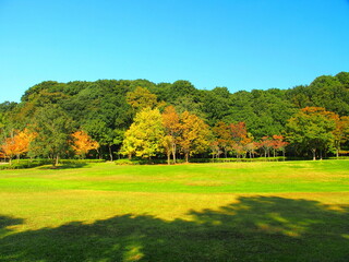 木の影を落とす秋の草原と黄葉の林風景　21世紀の森と広場