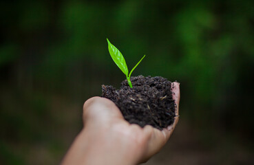 Hand gardeners planting seedlings in the soil for planting. Cultivation for agriculture. Agriculture industry.