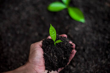 Hand gardeners planting seedlings in the soil for planting. Cultivation for agriculture. Agriculture industry.