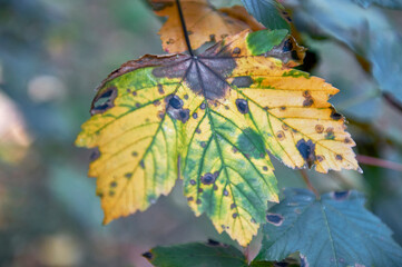 Bright autumn leaf on the tree
