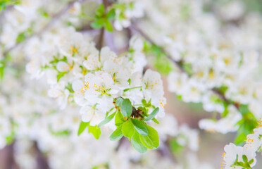 White sakura flowers bloom in the trees. Spring landscape with a flowering pink tree. Beautiful blooming garden on a sunny day. A wonderful concept of romance and love with delicate flowers. Hi spring