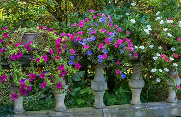 Petunia bright flowers in the park