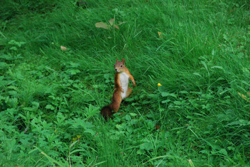 small red squirrel runs around the park and looks for food