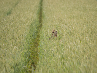 Reh im Kornfeld