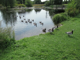 Obraz na płótnie Canvas Barnacle geese swimming towards grass in a park.
