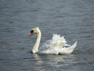 Fototapeta premium Mute swan swimming on blue water.