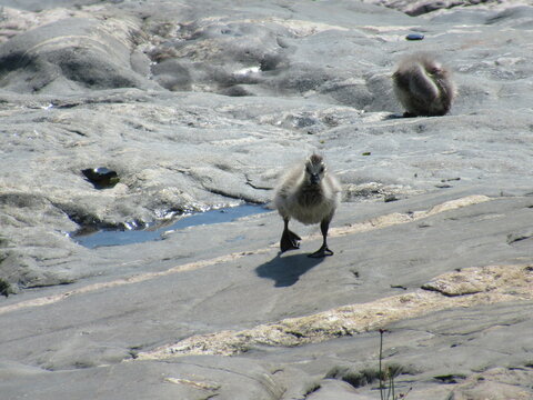 Baby barnacle goose with wet feathers walking on rocks.