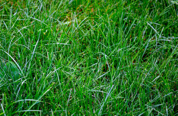 Grass green juicy and fresh texture as background