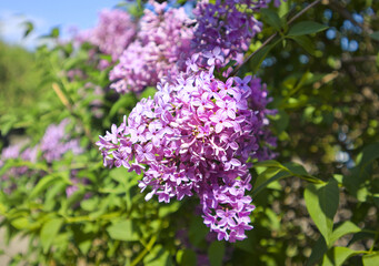 Bunch of violet lilac flower in front of blue sky