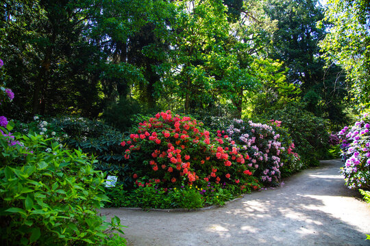 rhododendron hybride in the park, park area with rhododenrons, garden area