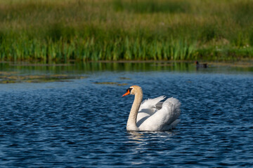 Cygne tuberculé, .Cygnus olor, Mute Swan