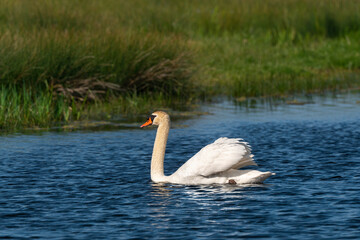 Cygne tuberculé, .Cygnus olor, Mute Swan