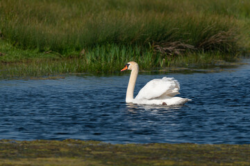 Cygne tuberculé, .Cygnus olor, Mute Swan