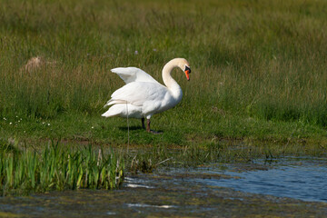 Cygne tuberculé, .Cygnus olor, Mute Swan