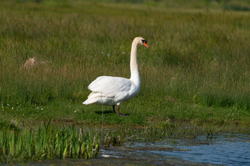 Cygne tuberculé, .Cygnus olor, Mute Swan