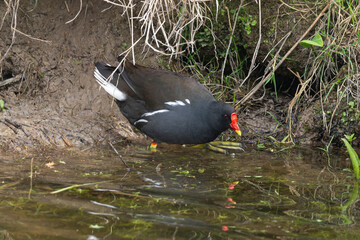 Gallinule poule d'eau, .Gallinula chloropus, Common Moorhen