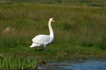Cygne tuberculé, .Cygnus olor, Mute Swan