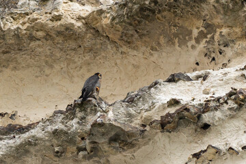 Faucon pèlerin,.Falco peregrinus, Peregrine Falcon
