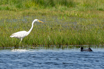 Grande Aigrette,. Ardea alba, Great Egret, Foulque macroule,.Fulica atra, Eurasian Coot