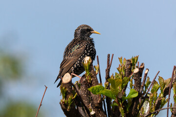 Etourneau sansonnet,. Sturnus vulgaris, Common Starling
