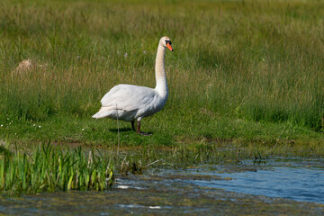 Cygne tuberculé, .Cygnus olor, Mute Swan