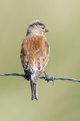 Linotte mélodieuse,.Linaria cannabina, Common Linnet