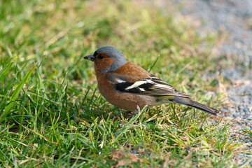 Pinson des arbres,. mâle, Fringilla coelebs, Common Chaffinch
