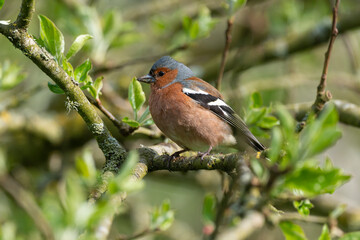 Pinson des arbres,. mâle, Fringilla coelebs, Common Chaffinch